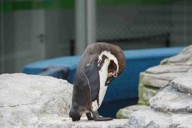 Ozeaneum Stralsund